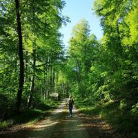 Wanderer im Wald